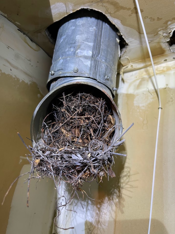 Bird nest in flue